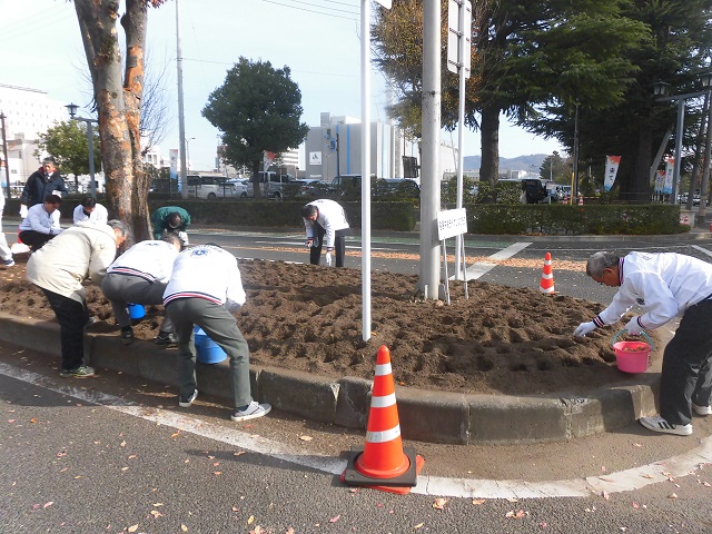 チューリップの球根を植栽