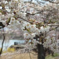 福島市渡利茶屋沼公園の桜