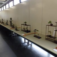 春の福島小品盆栽展