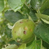 福島市内の果樹園での降雹被害