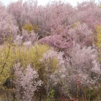 花見山の東海桜やレンギョウが満開！