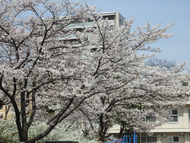 福島市立福島第一小学校の桜