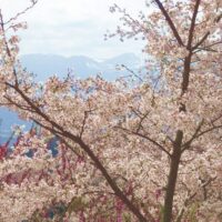 福島市花見山の桜