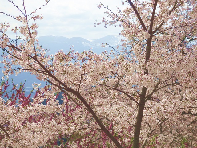 福島市花見山の桜