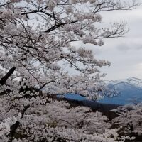 福島市渡利茶屋沼公園の桜