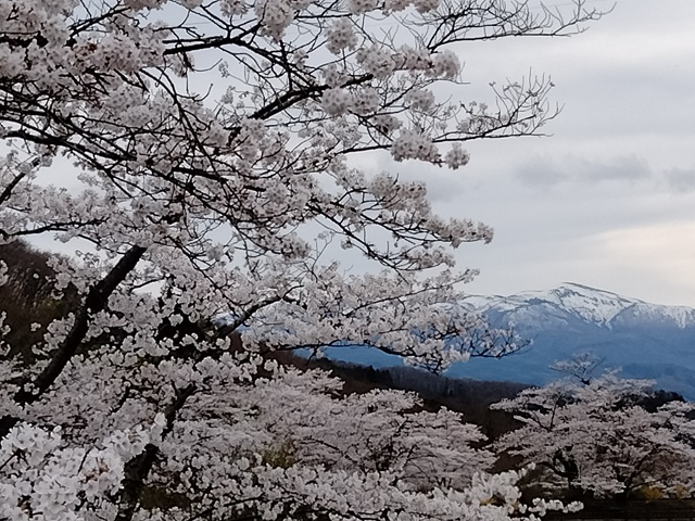 福島市渡利茶屋沼公園の桜