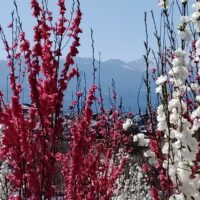 福島市渡利字絵馬平花ももの丘