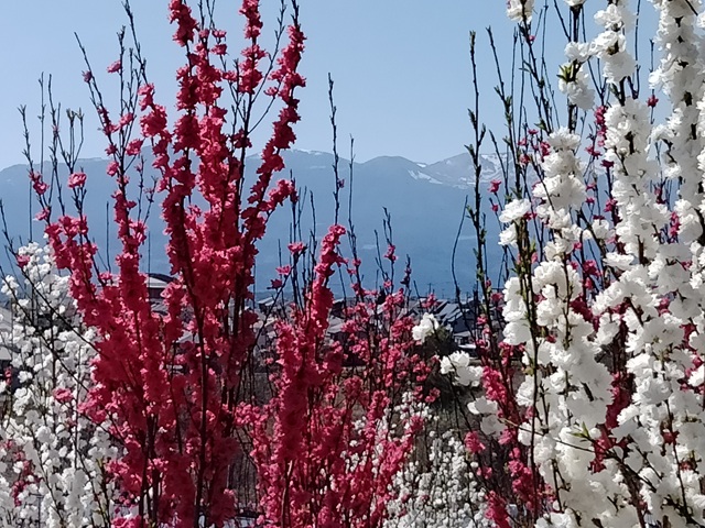 福島市渡利字絵馬平花ももの丘